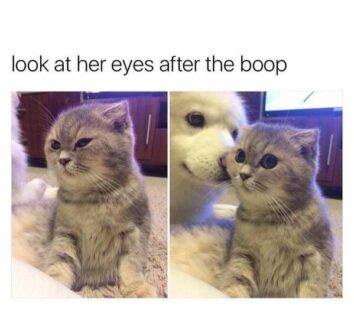 50 Funny Cat Memes That Confirm Cats Are The Funniest Little Menaces ...