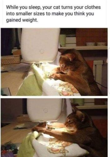 50 Funny Cat Memes That Confirm Cats Are The Funniest Little Menaces ...