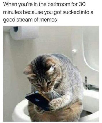 50 Funny Cat Memes That Confirm Cats Are The Funniest Little Menaces ...