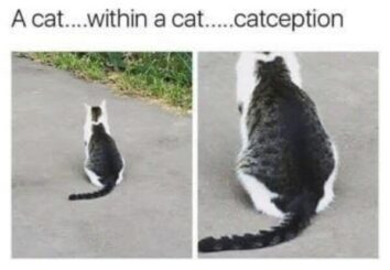 50 Funny Cat Memes That Confirm Cats Are The Funniest Little Menaces ...