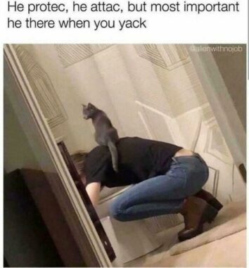 50 Funny Cat Memes That Confirm Cats Are The Funniest Little Menaces ...