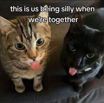 50 Funny Cat Memes That Confirm Cats Are The Funniest Little Menaces ...