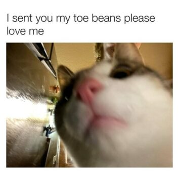 50 Funny Cat Memes That Confirm Cats Are The Funniest Little Menaces ...
