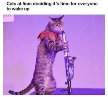 50 Funny Cat Memes That Confirm Cats Are The Funniest Little Menaces ...