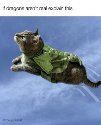 50 Funny Cat Memes That Confirm Cats Are The Funniest Little Menaces ...