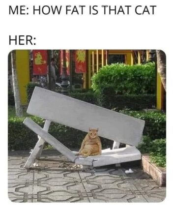 50 Funny Cat Memes That Confirm Cats Are The Funniest Little Menaces ...