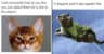 50 Funny Cat Memes That C…