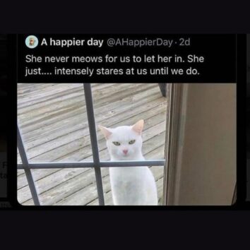 50 Funny Cat Memes That Confirm Cats Are The Funniest Little Menaces ...