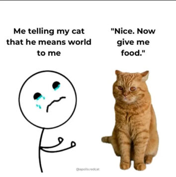 40 Funny Cat Memes To Wrap Up The Year With A Purr And A Giggl…