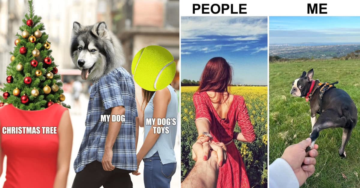 50 Funny Dog Memes That'll Have You Howling With Laughter (December 5