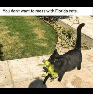 40 Funny Florida Memes For Anyone Who Thinks Alligators Are Just ...