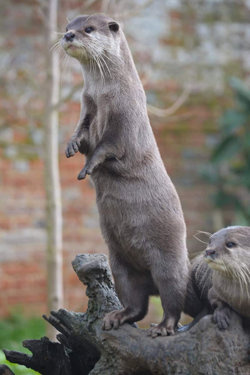 a couple of otters standing on top of a log