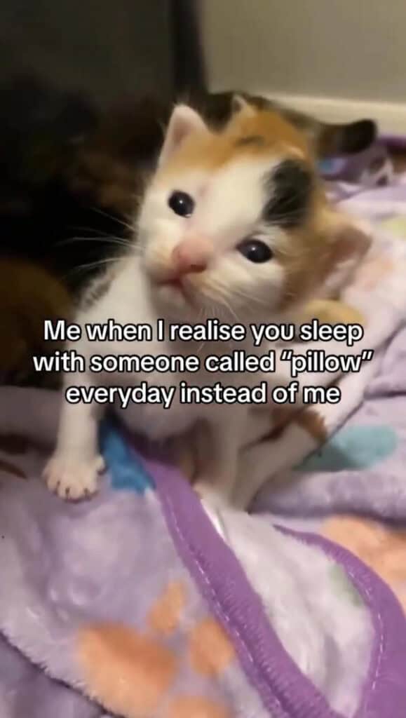 45 Funny Cat Memes That Will Make You Purr With Laughter (January 7, 2025)