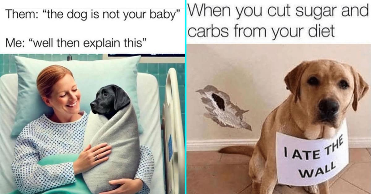 40 Funny Dog Memes That’ll Have You Howling With Laughter (January 1, 2025)