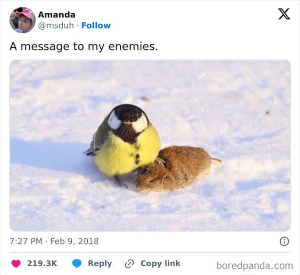 45 Funniest Bird Memes Will Have You Squawking With Laughter
