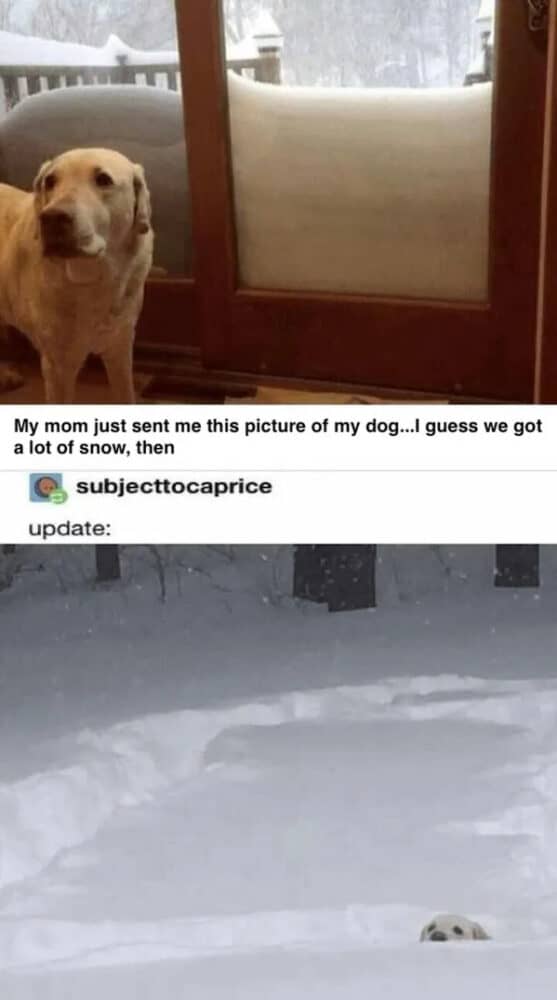 50 Funny And/Or Random Pictures For The Perfect Afternoon Scroll (March ...