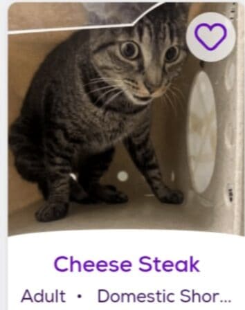 50+ Hilarious Shelter Animal Names That'll No Doubt Help Them Find A