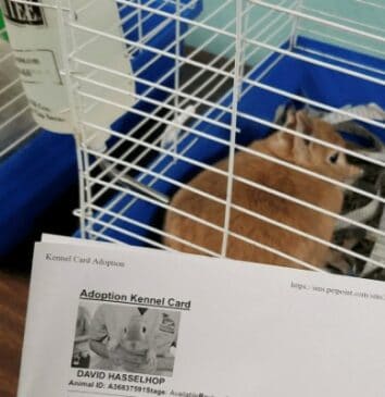 50+ Hilarious Shelter Animal Names That'll No Doubt Help Them Find A