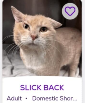 50+ Hilarious Shelter Animal Names That'll No Doubt Help Them Find A