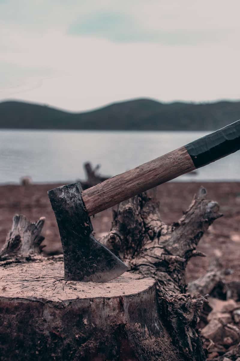 brown wooden stick on brown wood log