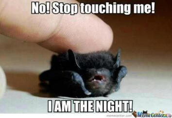 30 Funny Bat Memes And Photos Celebrating The Most Adorably Terrifying ...