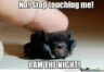 30 Funny Bat Memes And Photos Celebrating The Most Adorably Terrifying ...