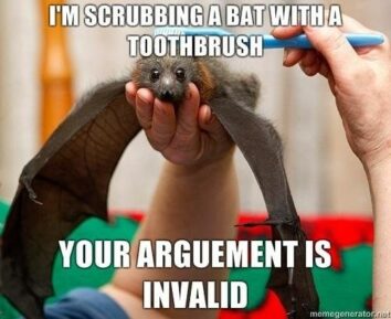 30 Funny Bat Memes And Photos Celebrating The Most Adorably Terrifying ...