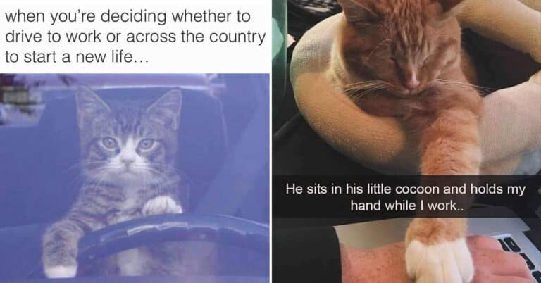 カーテン meme funny-cat-memes-4-8-25-768x402.jpg