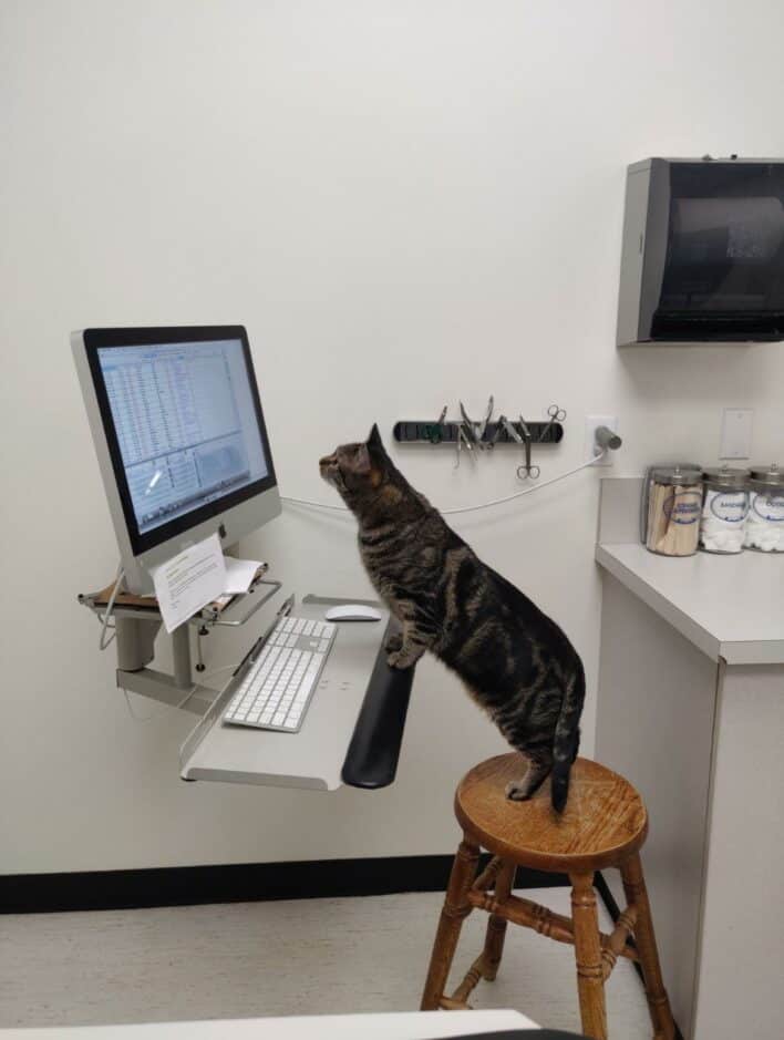 45 Hard Working Cats With Jobs Keeping The Economy Purring