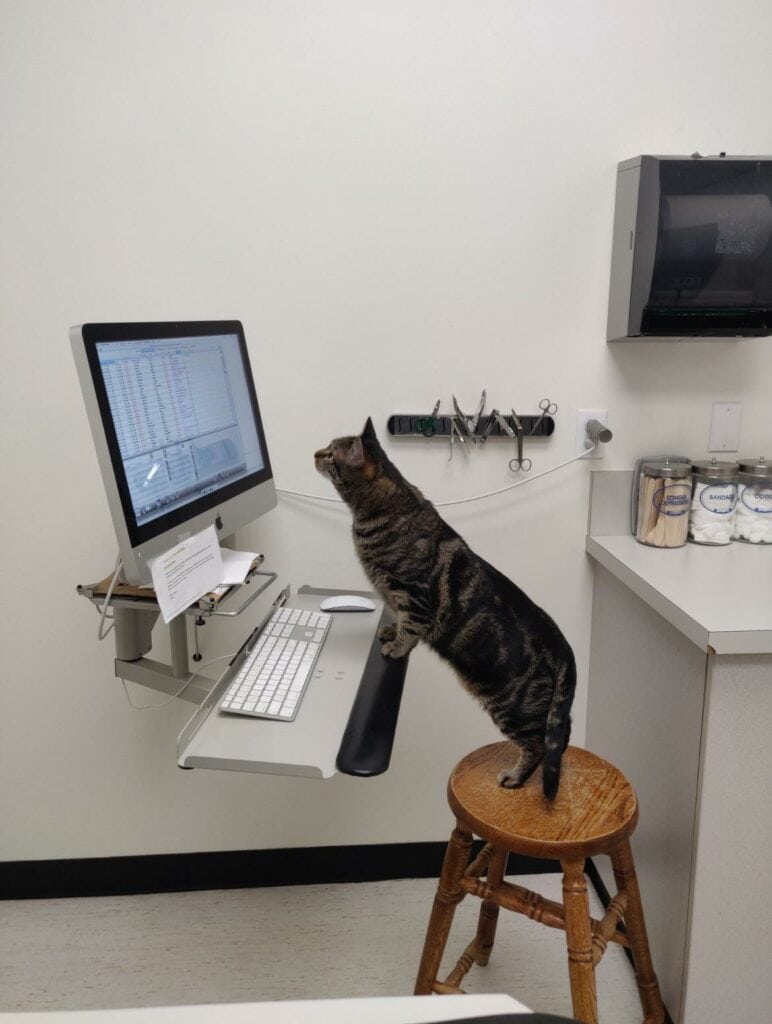 45 Hard Working Cats With Jobs Keeping The Economy Purring