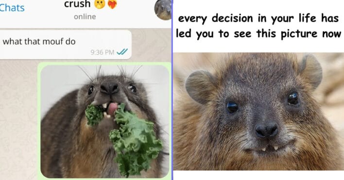 43 Funny Memes About The Hyrax The Freakiest And Most Adorable Fanged 