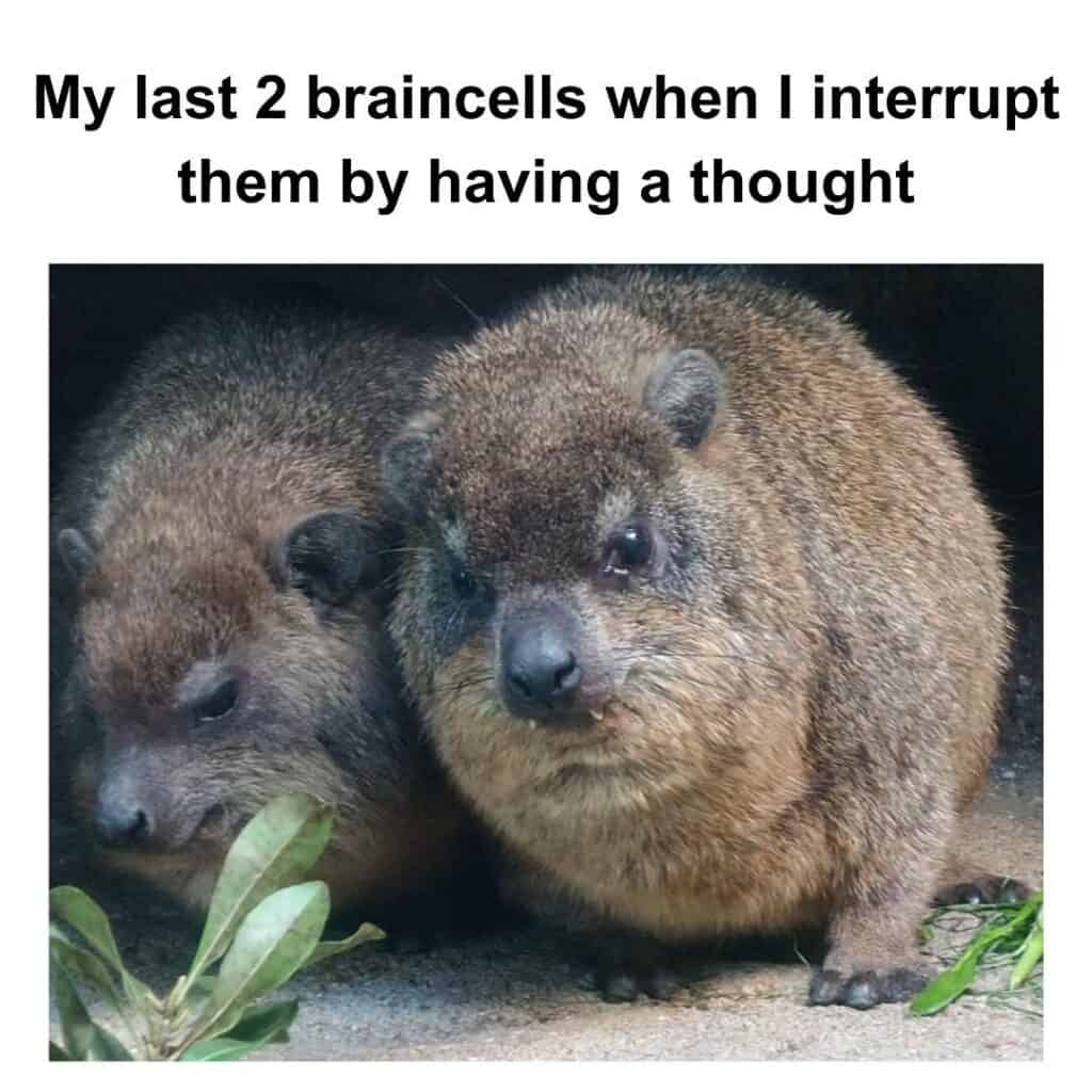 43 Funny Memes About The Hyrax The Freakiest And Most Adorable Fanged 