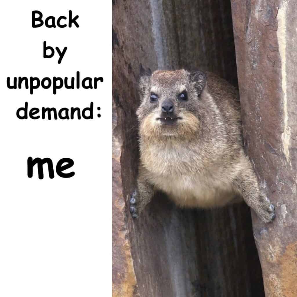 43 Funny Memes About The Hyrax The Freakiest And Most Adorable Fanged 
