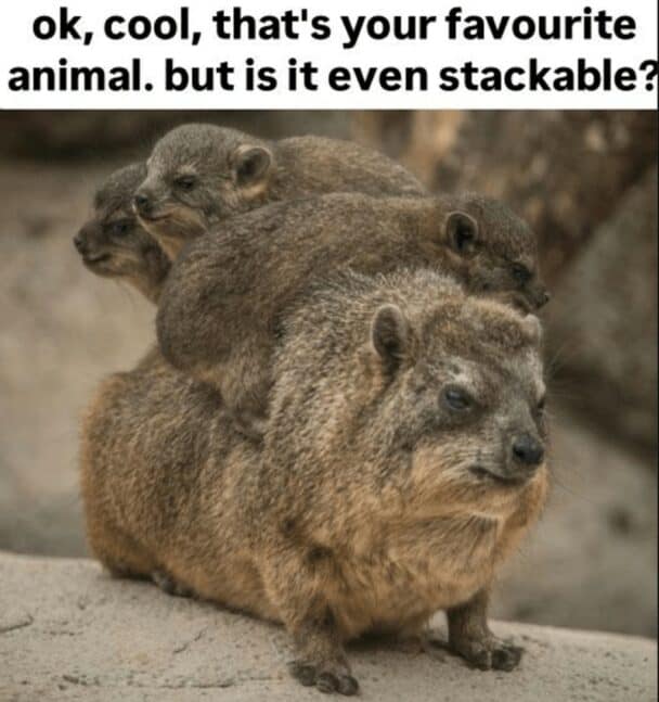 43 Funny Memes About The Hyrax The Freakiest And Most Adorable Fanged 