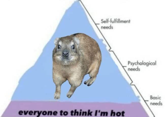 43 Funny Memes About The Hyrax The Freakiest And Most Adorable Fanged 