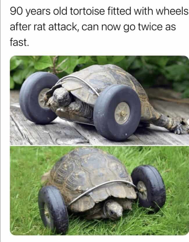 46 Funny Turtle Memes For Turt-Lovers Who Feel Bad When They Play Mario