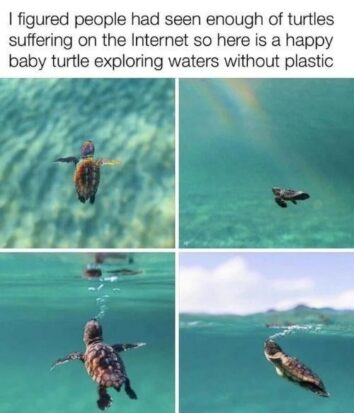 46 Funny Turtle Memes For Turt-Lovers Who Feel Bad When They Play Mario