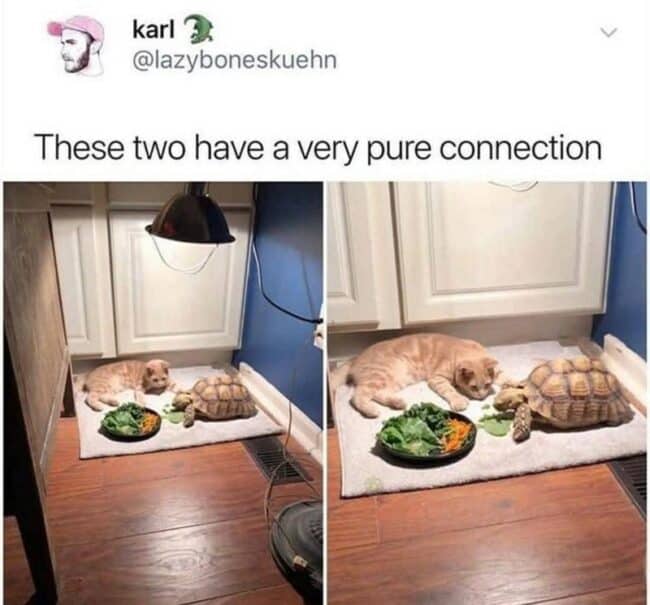46 Funny Turtle Memes For Turt-Lovers Who Feel Bad When They Play Mario
