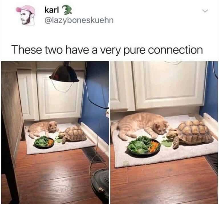 46 Funny Turtle Memes For Turt-Lovers Who Feel Bad When They Play Mario