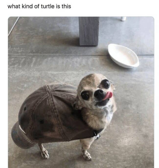 46 Funny Turtle Memes For Turt-Lovers Who Feel Bad When They Play Mario