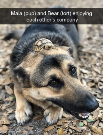 46 Funny Turtle Memes For Turt-Lovers Who Feel Bad When They Play Mario