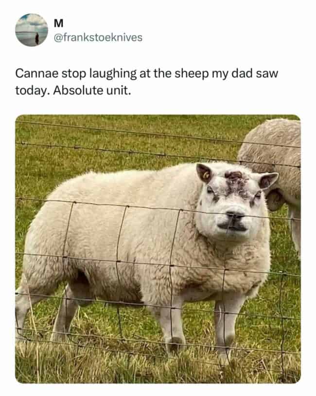 30 Funny British Memes That’ll Make You Laugh In A Very Polite ...