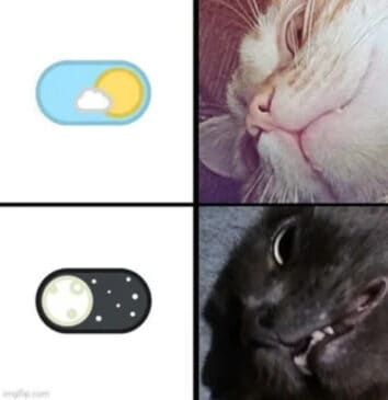 40 Funny Cat Memes That Will Make You Purr With Laughter (May 13, 2025)
