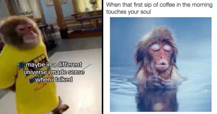45 Funny Monkey Memes As Relatable As Our Distant Ancestors