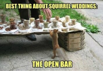 36 Funny Squirrel Memes That Might Drive Your Dog Up A Tree