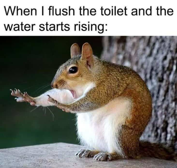 36 Funny Squirrel Memes That Might Drive Your Dog Up A Tree