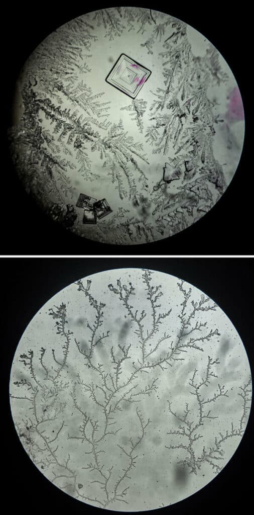 Interesting Microscope 40 Insanely Cool Microscope Pictures Shared By Curious People