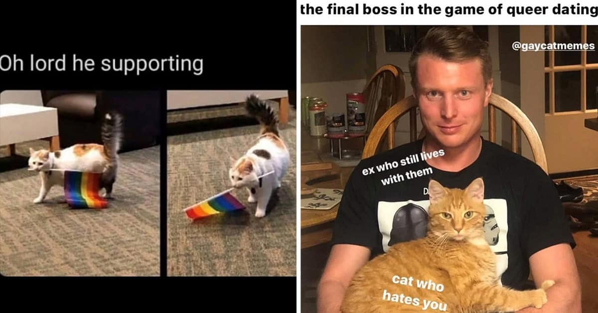 24 Pride Month Cat Memes That Are Loud, Proud, And Slightly Feral