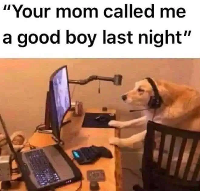 funniest-gaming-animal-memes-worth-pawsing-your-game-for-4.webp