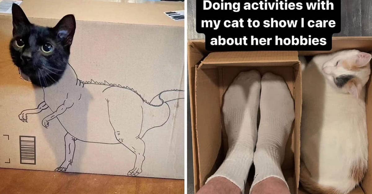 45 Funny Cat Pictures That Hit Harder Than A Bag Of Catnip This Week (October 20, 2025)